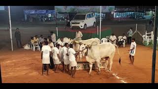 Kurnool District Ongole Bulls Race in Vijayawada,Kurnool District Bulls Racing At Ongole Bulls Race