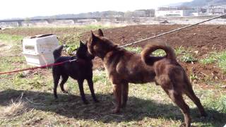 甲斐犬 神威くん困ってます（笑）at 甲斐犬愛護会展覧会