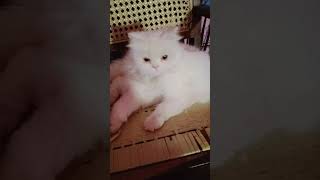 ceut cats | beautiful cats #nisecats#cat#cats#youtubshortsvideo#shortsvideo#viral#tarindeg#nisebabys
