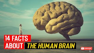 14 Interesting Facts About Human Brain That You Really Don’t Know