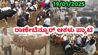 ರಾಣೇಬೆನ್ನೂರ್ ಆಕಳು ಮಾರುಕಟ್ಟೆ || Ranebennuru Cow Market || ಪ್ರತಿ ಭಾನುವಾರ ಬೆಳಿಗ್ಗೆ #cowmarket2025