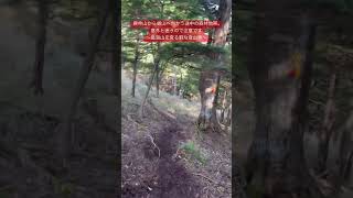 庚申山から鋸山へ向かう途中の森林地帯。意外と迷うので注意です〜皇海山を登る暇な登山家〜