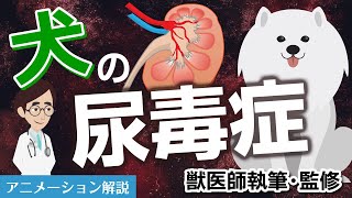 犬の尿毒症について【獣医師執筆監修】症状から治療方法