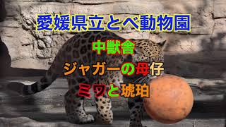 べ動物園 ジャガーの母仔 ミワ＆琥珀