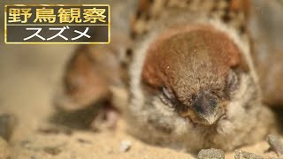 【スローモーションで野鳥観察】スズメ【特別な事は何も起こらない動画】