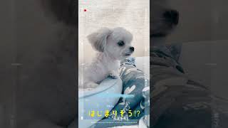 【クンクン】匂いに敏感❣️チワマルアッシュ！#shorts #dog #犬 #癒し