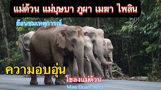 Ep.349 ย้อนชมบรรยากาศในโขลงแม่ด้วน แม่บุษบา ภูผา เมฆา พร้อมหน้า#wildlife #เขาใหญ่ #nature #elephant