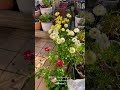 【hd】2025年1月30日 冬の花が咲いています。 flowers garden 癒し 自然 naturelovers 薔薇は美しく散る ばらの花 rosegarden