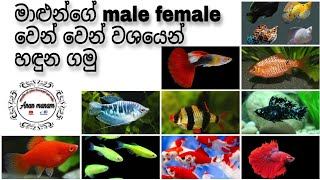 Let's find the males and females of the fish | මාලුන්ගෙ ගැහැනු පිරිමි හොයමු