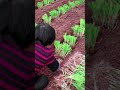 Green Onion Farming Techniques #satisfying #short