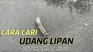 WAJIB TENGOK‼️‼️kalau anda tak tau lg cara cari UDANG LIPAN hidup-hidup..umpan killer ni‼️‼️