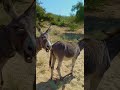 donkeys animals song videos