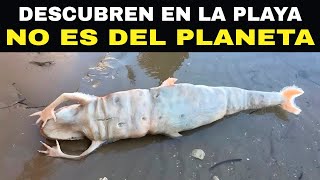 Lo Que Encontraron En Una Playa De California Dejó A Todos En SHOCK