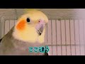 【オカメインコ】行ったり来たりするごじらちゃん🐤💨