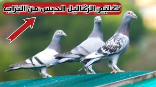 ازاي تعود الزغاليل الزاجل علي التراب واساسيات لفرغ زغلول زاجل قوي