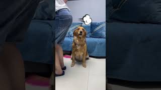 Golden Retriever សត្វឆ្កែដែលឆ្លាត  ហើយគួរអោយស្រលាញ់