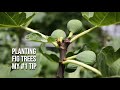 Planting Fig Trees: My #1 Tip Before & After Planting