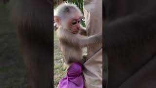 Monkey cute hug leg dad #shorts #la3 #animals #bae3 #usa #monkey #popular