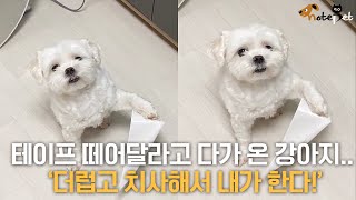 테이프 붙은 강아지의 간절한 눈빛을 외면하자.. '더럽고 치사해서 내가 한다!'