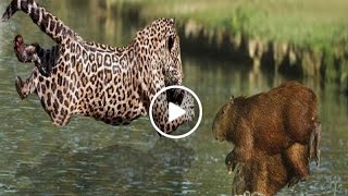 Jaguar vs Capybara | Jaguar Catches Capybara