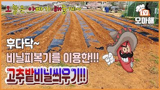 [고추밭비닐씌우기] 요렇게 작업하면 일꾼들에게 도움을 줌!!