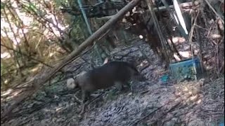 猟犬でイノシシ捕獲30（収穫中のお米を食べ尽くすイノシシを2頭捕獲しました）