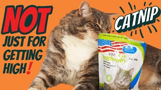 Why Your Cat LOVES Catnip: Naturally Repel FLEAS