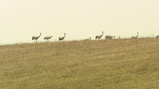 Tranorna anländer - se bilderna - Nyheterna Skaraborg (TV4)