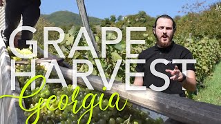 Grape Harvesting in Georgia