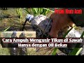 Cara Ampuh Mengusir Tikus di Sawah