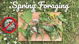 Spring Foraging: Hunting For Wild Edibles