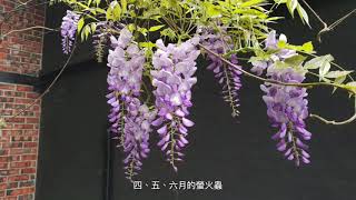 2019小鎮漫遊年–嘉義縣梅山鄉