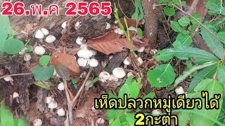 🍄หาเห็ดปลวก หมานเกีนคาดได้แต่ดอกใหญ่ๆจู่มงามๆ เจอเห็ดหมู่เดียวได้2กะต่า