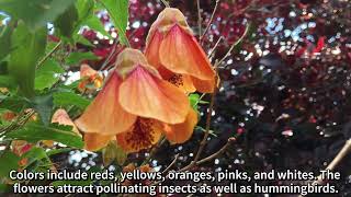 Hammond Highlight of the Month: Abutilon