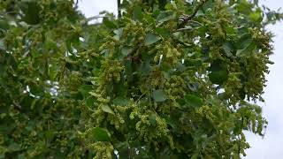 ផ្លែដង្កៀបក្តាម Antidesma diandrum fruit footage #nature #ផ្លែដង្កៀបក្តាម