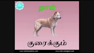 Oligal | ஒலிகள் | Sounds