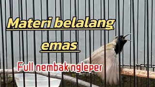 SOGON MATERI BELALANG EMAS #sogonisianbelalangemas #sogonngleper #sogon