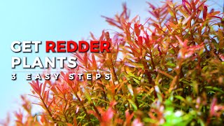 RED AQUARIUM PLANTS | The Secrets