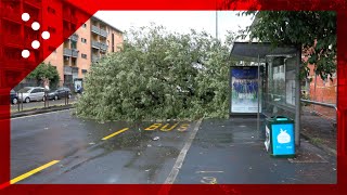 Nubifragio su Milano, albero cade su una strada a Quarto Oggiaro: sfiorata una fermata dell'autobus