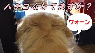 警備犬として活躍中？ゴールデンレトリバーのはっち