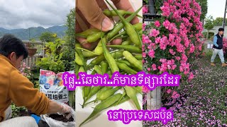 ផ្លែឆៃថាវក៏មានទីផ្សារដែរនៅប្រទេសជប៉ុន