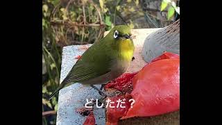 メジロは柿が好きだっぺ！　#野鳥と暮らすvlog #癒し #メジロ #めじろ #birds　 #野鳥　#かわいい　#shorts