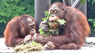 微笑ましいリキ\u0026アピ・オランウータン