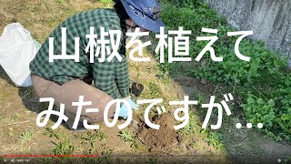 【家庭菜園0013】はじめて山椒の定植ですが、これでいいのか…？？