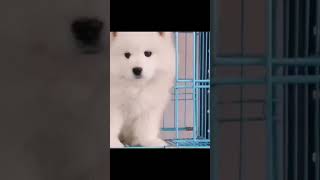 萨摩耶宝宝来了 应该很多人喜欢吧 不便宜哦 Samoyed puppies available 0162126163 Selangor