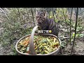 adorable cross species friendship in the tea garden