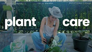 เปลี่ยนกระถางต้นไม้ (อิพิมาเบิ้ล) | Plant care