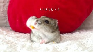 ハムスター ハムムに かぼちゃを与えたら、四角いほっぺになりました。Hamster