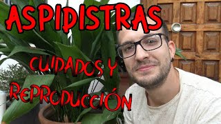 Como cuidar y reproducir Aspidistras, Pilistras u Orejas de Burro (Aspidistra Elatior)