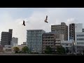 図書館帰りの道草日記 92 道草編 低空の三羽の鳶 トビ の舞、ツグミ？は新しい役者、久しぶりの水際のイソシギ、下生えの低木に注目。